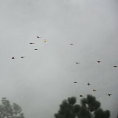 Pericrocotus ethologus