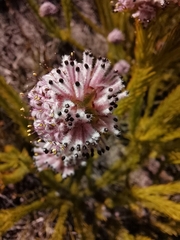 Sorocephalus scabridus