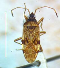 Lygaeoidea