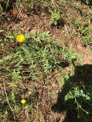 Bradburia pilosa