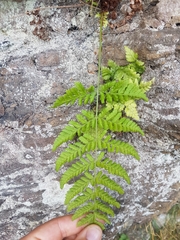 Dryopteris carthusiana