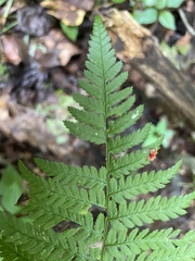 Dryopteris carthusiana