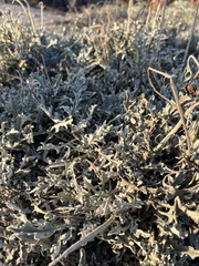 Heterodermia leucomelos