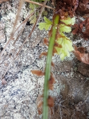 Dryopteris carthusiana