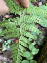 Dryopteris carthusiana