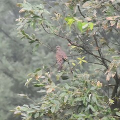 Streptopelia orientalis
