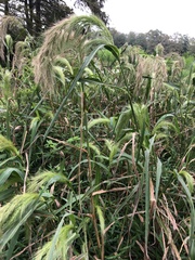 Elymus canadensis