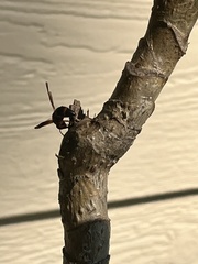 Pachodynerus erynnis