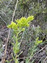 Solidagininae