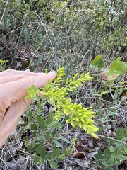 Solidagininae