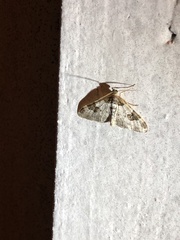 Xanthorhoe fluctuata