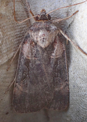 Pseudohermonassa bicarnea