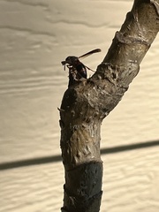 Pachodynerus erynnis