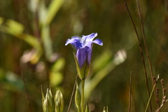Gentianopsis virgata