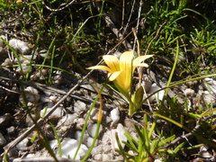 Romulea setifolia