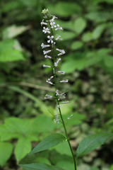 Iodanthus pinnatifidus