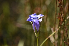 Gentianopsis virgata