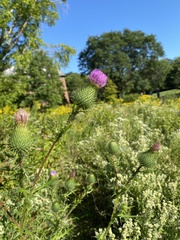 Cirsium vulgare