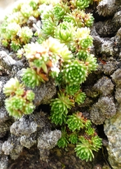 Saxifraga