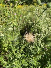 Cirsium vulgare