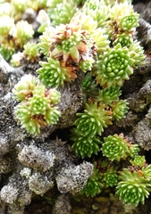 Saxifraga
