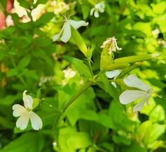 Saponaria officinalis