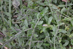 Teucrium scordium