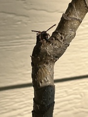 Pachodynerus erynnis