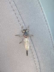 Proctacanthus milbertii