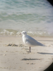 Ichthyaetus melanocephalus