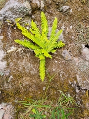 Struthiopteris spicant