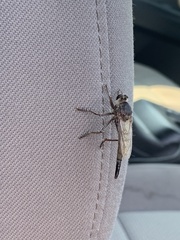 Proctacanthus milbertii