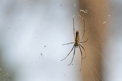Nephila