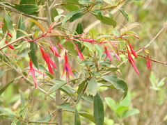 Fuchsia regia