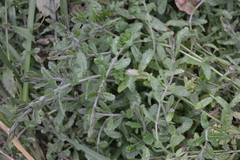 Teucrium scordium