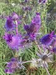 Eryngium leavenworthii