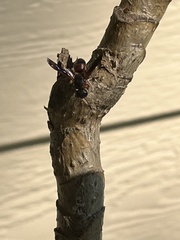 Pachodynerus erynnis