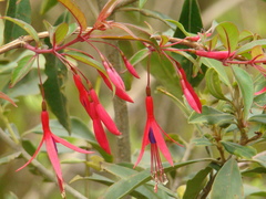 Fuchsia regia