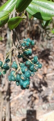 Miconia squamulosa