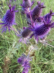 Eryngium leavenworthii
