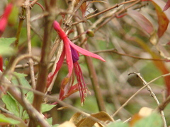 Fuchsia regia