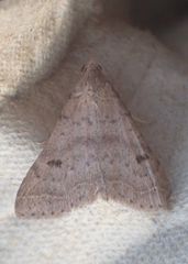 Bleptina caradrinalis