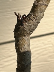 Pachodynerus erynnis