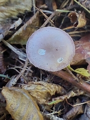 Mycena pura