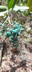 Miconia squamulosa