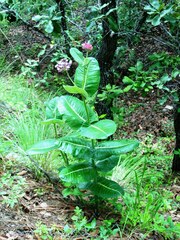 Asclepias otarioides