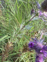 Eryngium leavenworthii