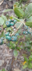 Miconia squamulosa
