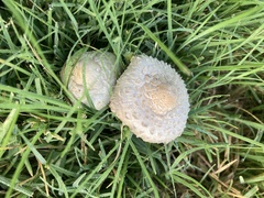 Saproamanita thiersii