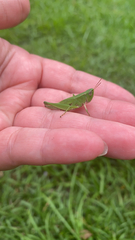 Dichromorpha viridis
